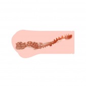 Мастурбатор-вагина Monica без вибрации - KOKOS - в Пензе купить с доставкой